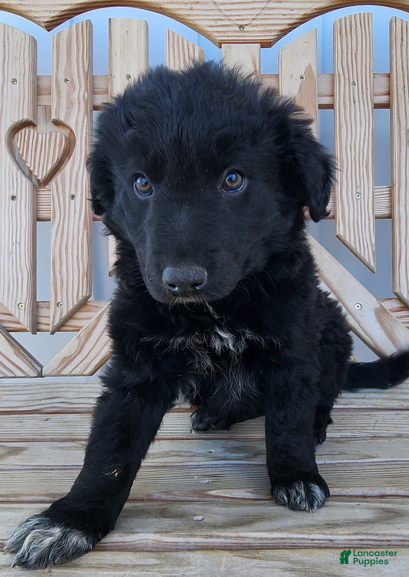 Mixed Breed dogs Mixed Breed Puppy 1 - Ad 1