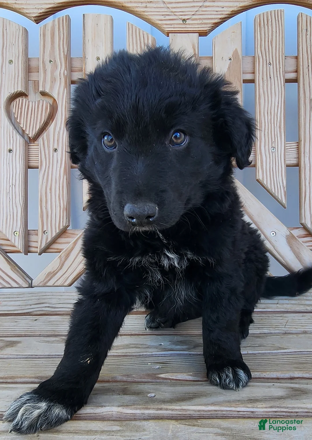 Mixed Breed dogs for sale: Mixed Breed Puppy 1 - Ad 1