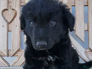 Mixed Breed dogs for sale: Mixed Breed Puppy 1 - Ad 2