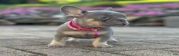 French Bulldog dogs for sale: Tasha Video Ad - Ad 7