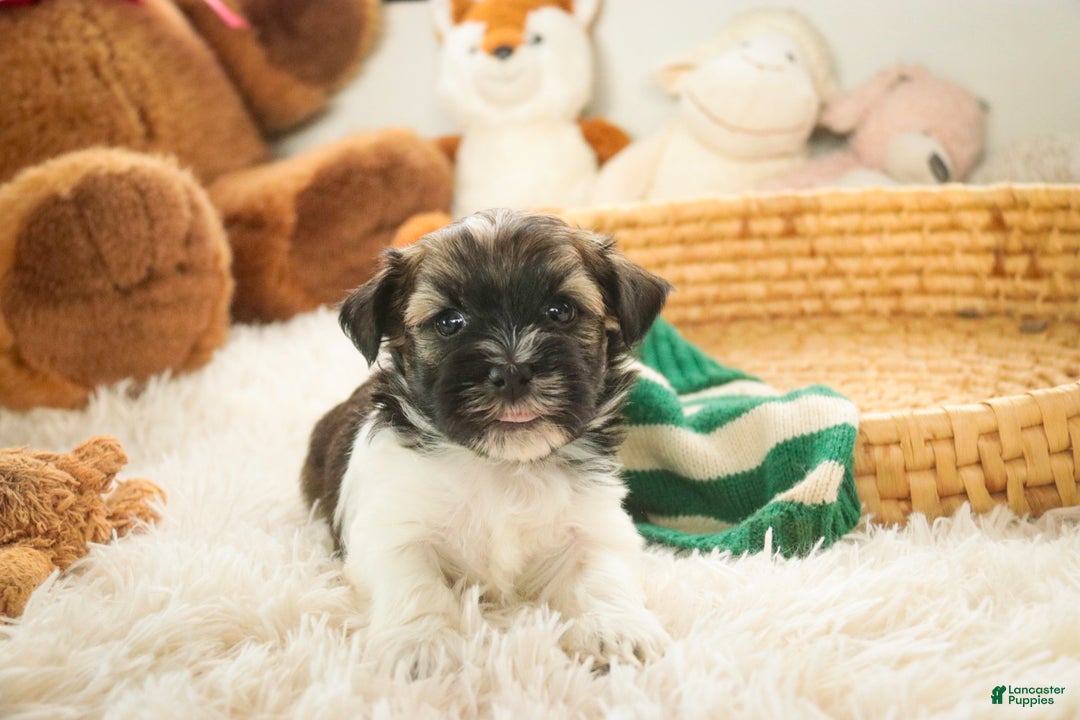 Havanese dogs for sale: Biscotti - Ad 7