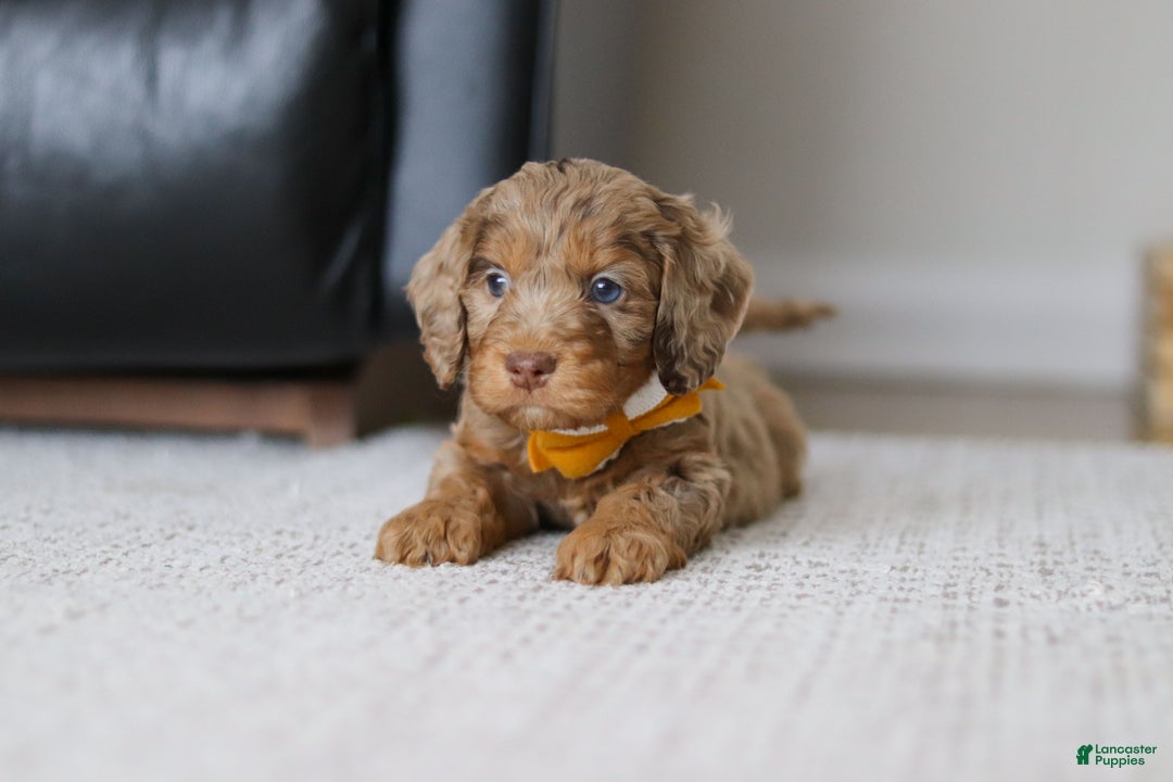 Cockapoo dogs for sale: Ace - Ad 3