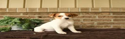 Jack Russell Terrier dogs for sale: Ritta - Ad 2