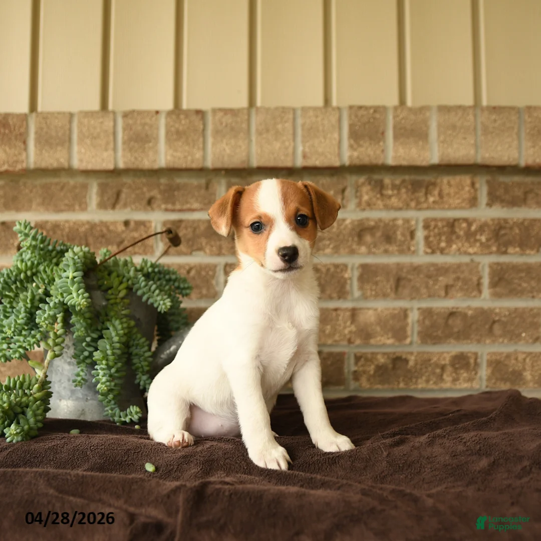 Jack Russell Terrier dogs for sale: Ritta - Ad 2