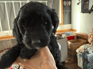 Goldendoodle dogs Light Blue - Ad 22