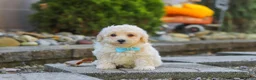 Maltipoo dogs for sale: Finley - Ad 4