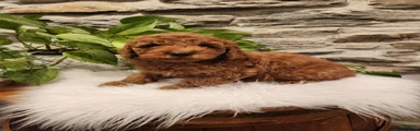 BAXTER - Mini Goldendoodle Fluffy Puppy 4