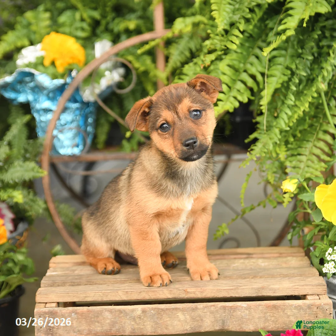 Mixed Breed dogs for sale: Farley - Ad 1