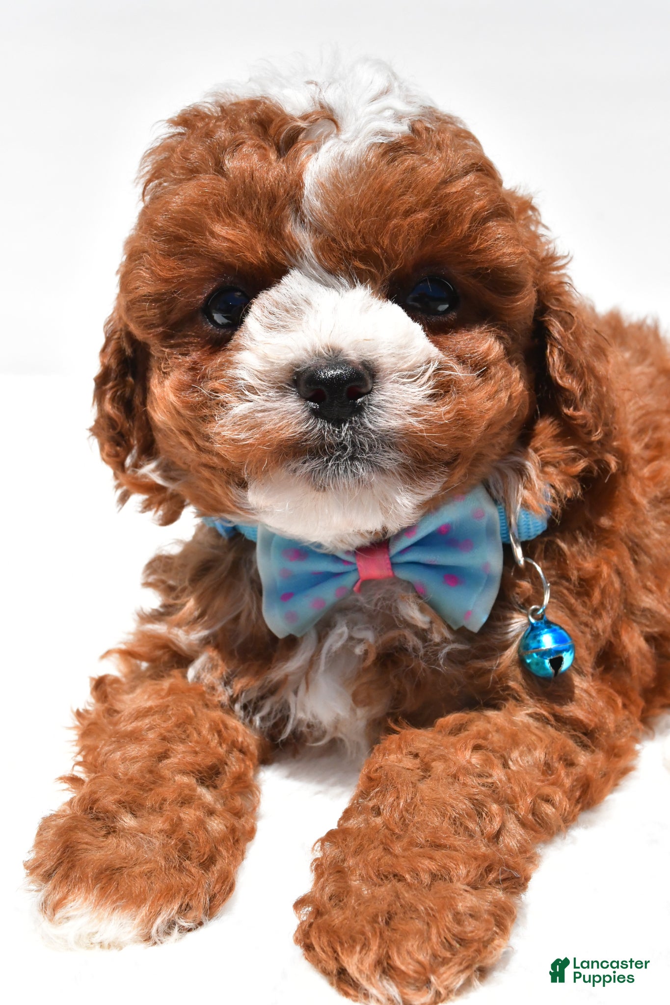 Cavapoo dogs for sale: Sammy f1b - Ad 4