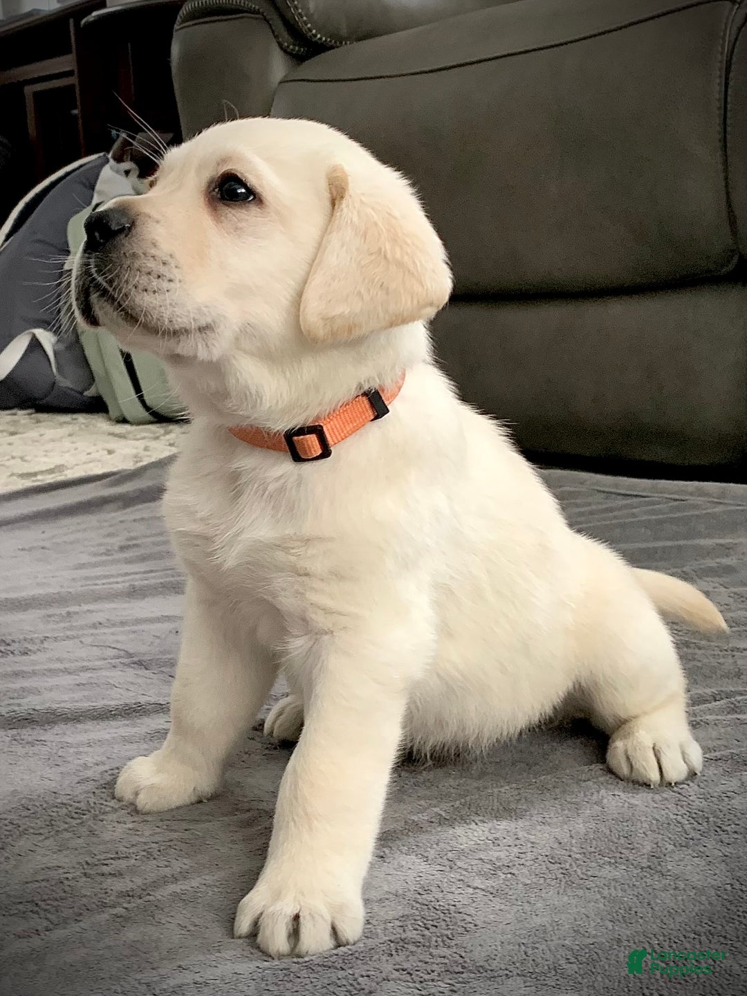 Labrador Retriever dogs for sale: Bentley  - Ad 3