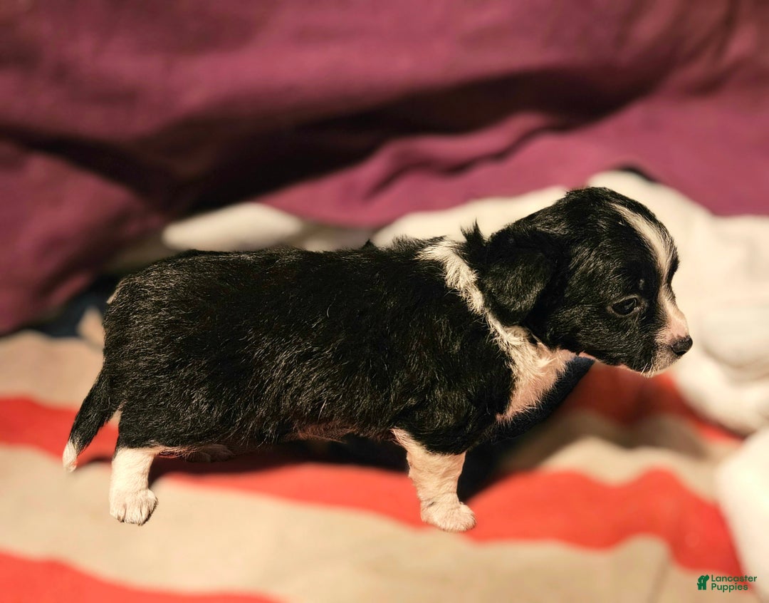 Chihuahua dogs for sale: Freddie - Ad 1