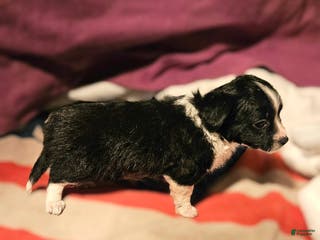 Chihuahua dogs Freddie - Ad 39