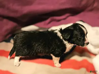 Chihuahua dogs Freddie - Ad 16