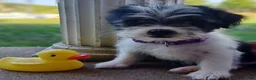 Mixed Breed dogs for sale: Misty - Ad 3