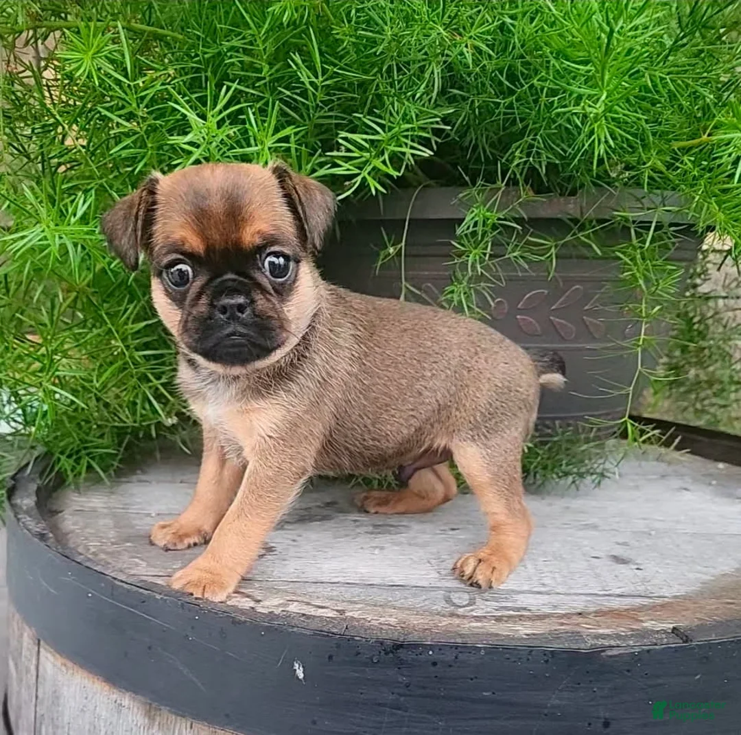 Mixed Breed dogs for sale: Boy  - Ad 3