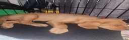 Mixed Breed dogs for sale: Mixed Breed 2 - Ad 7