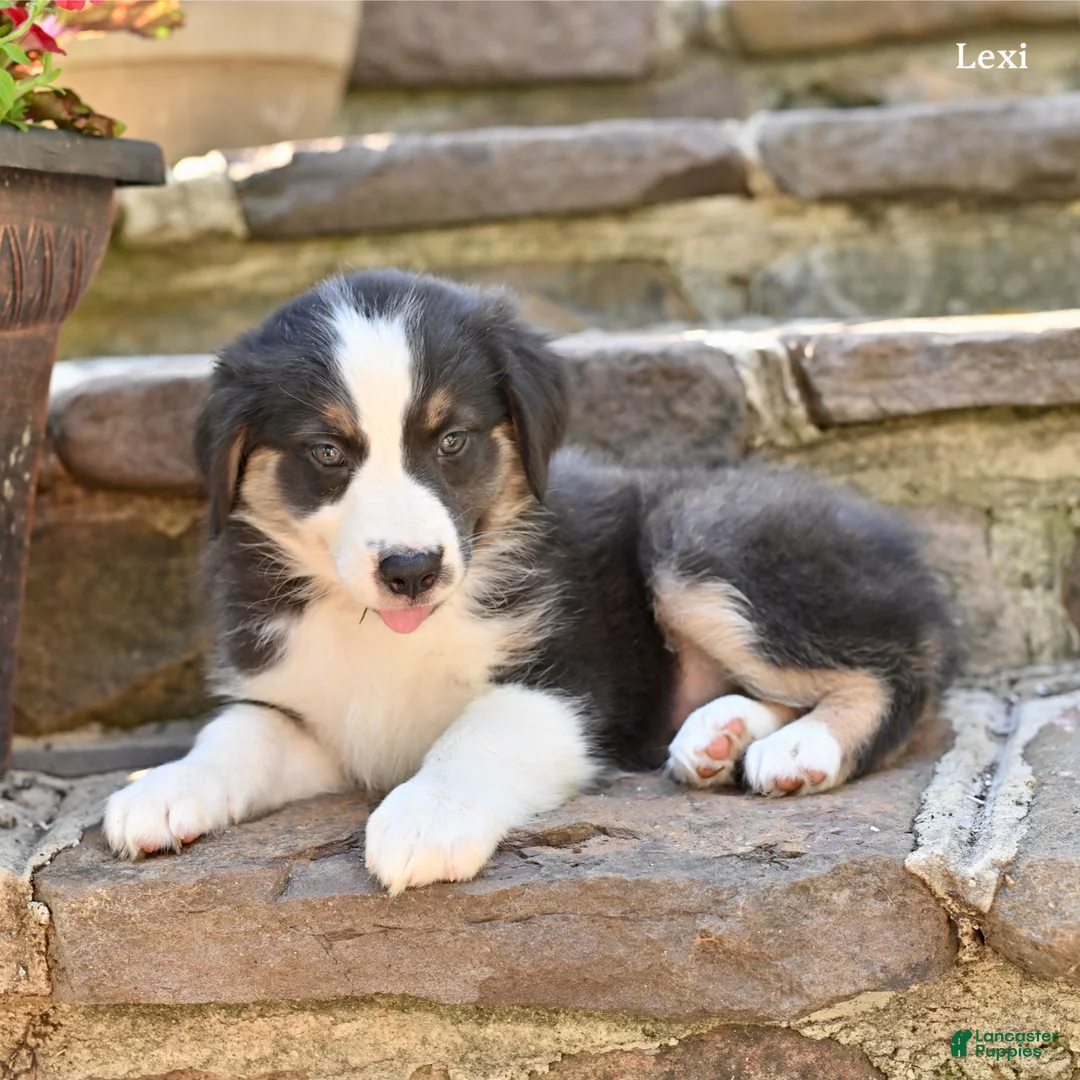 Australian Shepherd dogs for sale: Lexi - Ad 1