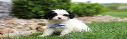 Cavapoo dogs for sale: Jackson - Ad 5