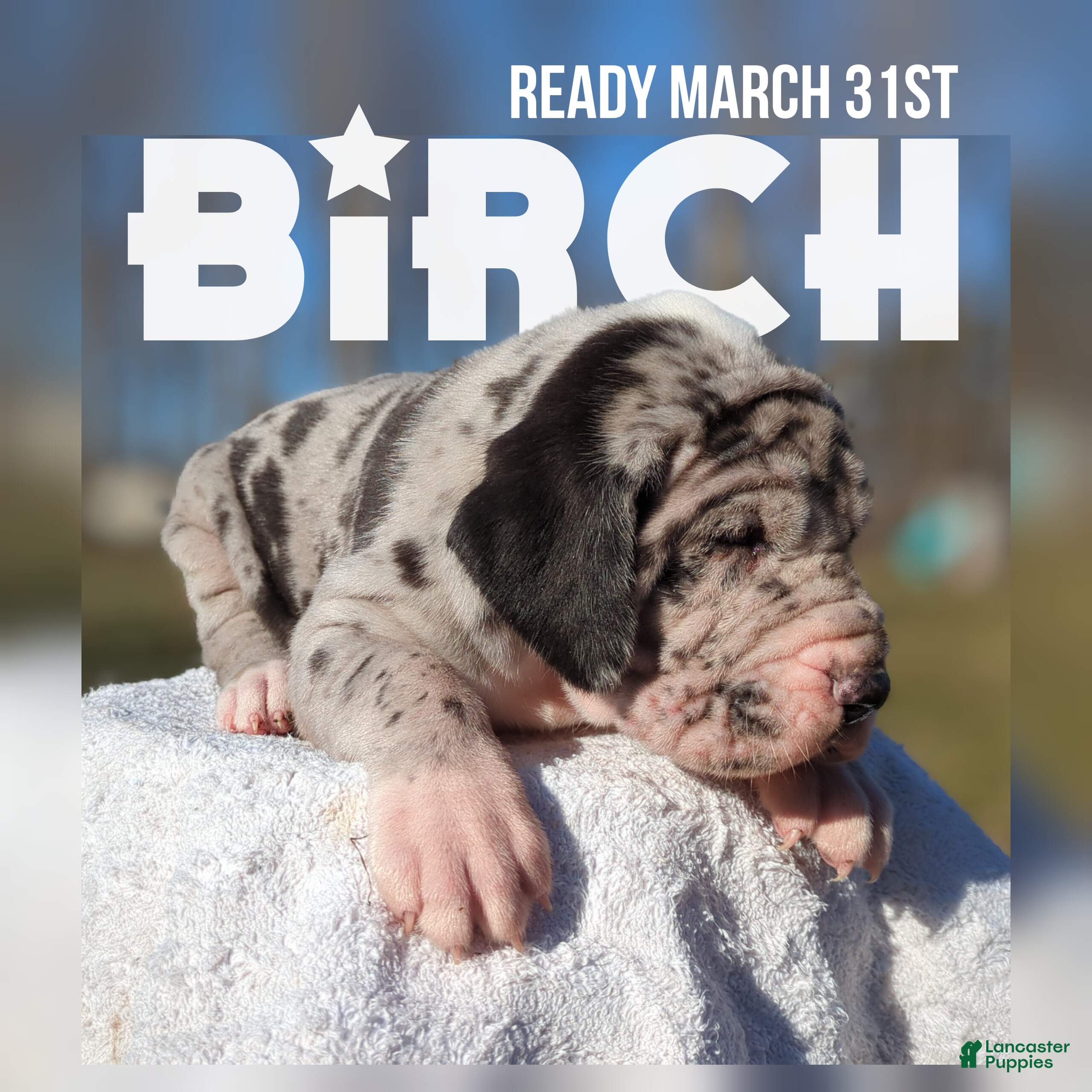 Great Dane dogs Birch - Ad 1