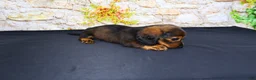 Miniature Dachshund dogs for sale: Lizz - Ad 13