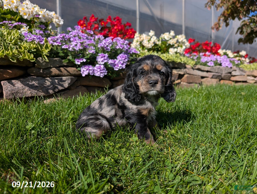 Cocker Spaniel dogs Amy - Ad 1