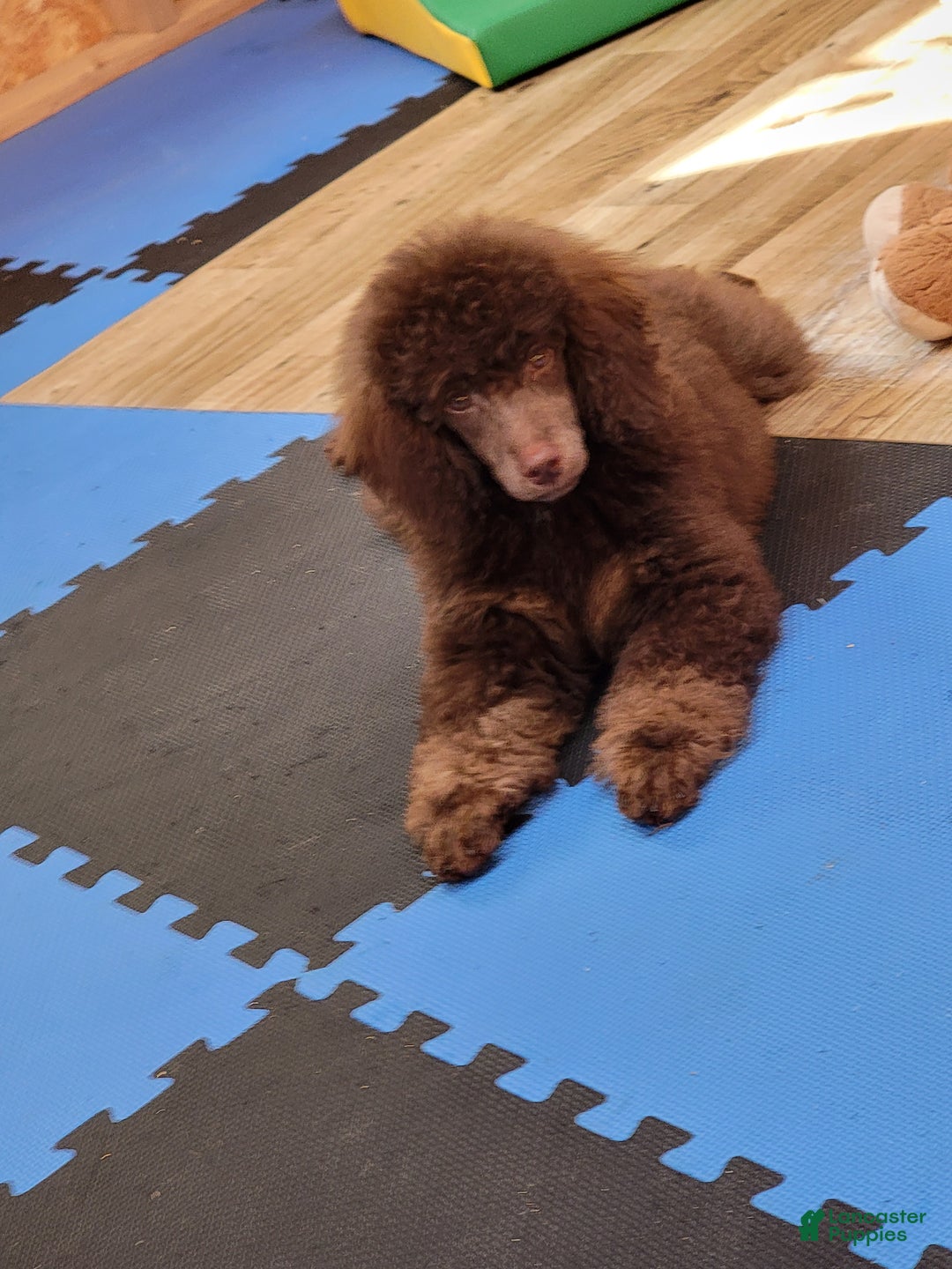 Miniature Poodle dogs for sale: Cooper moyen poodle  - Ad 6