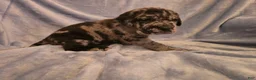 Mixed Breed dogs for sale: Erle - Ad 2