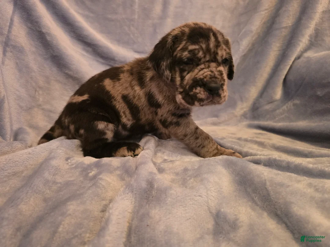 Mixed Breed dogs for sale: Erle - Ad 2