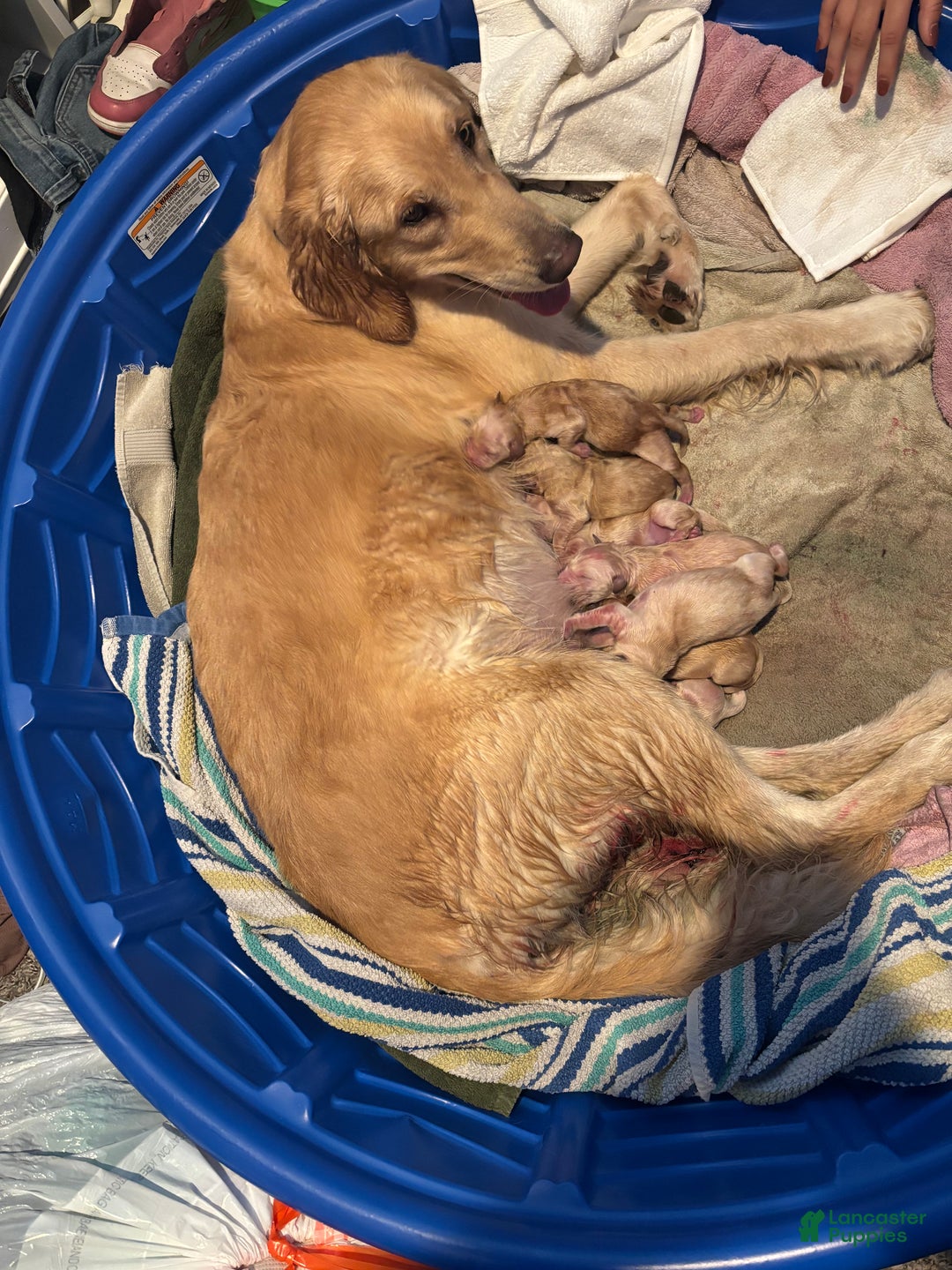 Golden Retriever dogs for sale: Blue - Ad 5