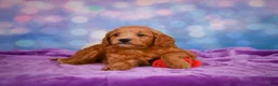 Mini Goldendoodle dogs for sale: REX - Ad 6