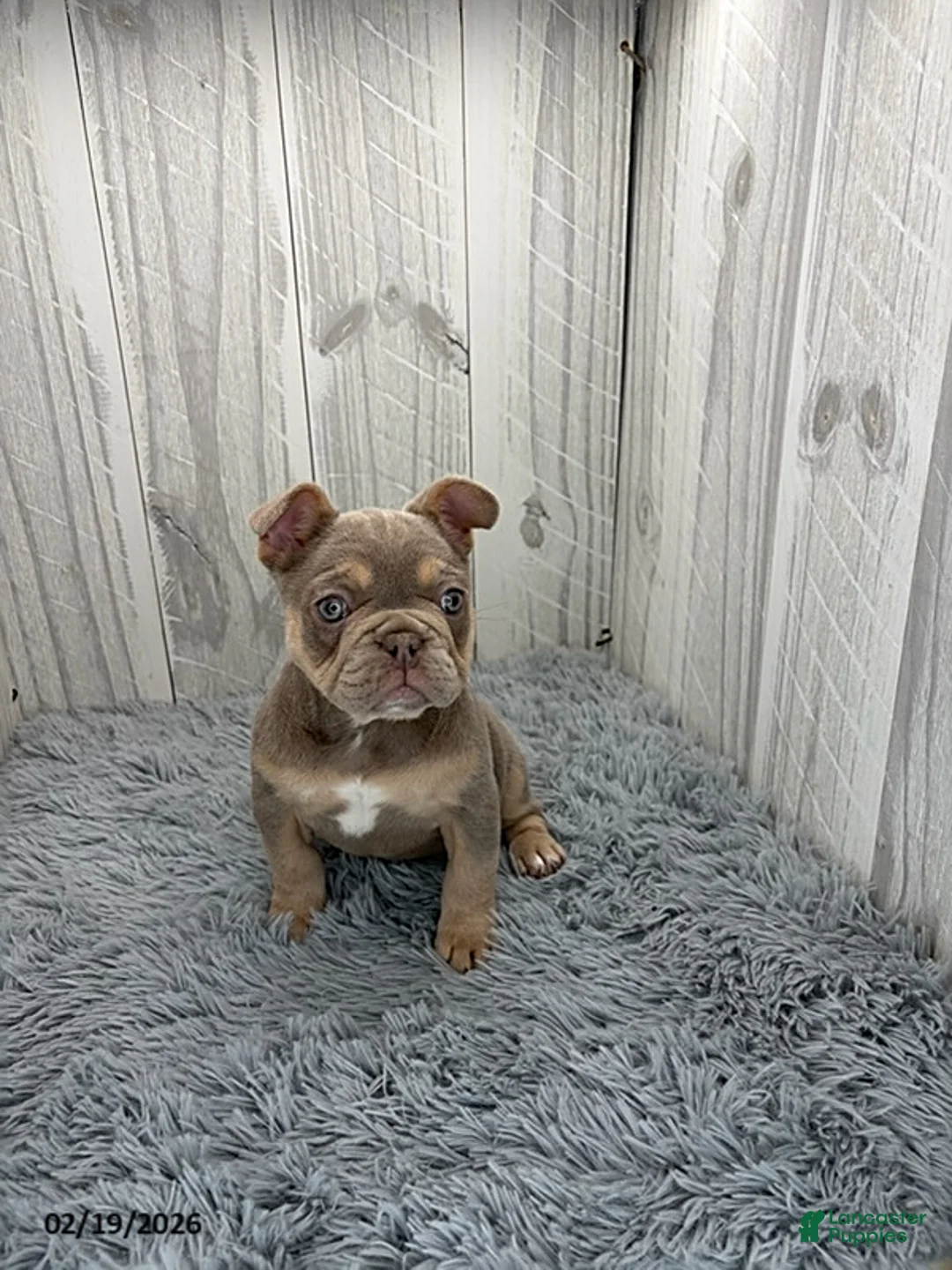 French Bulldog dogs for sale: Dior - Ad 3