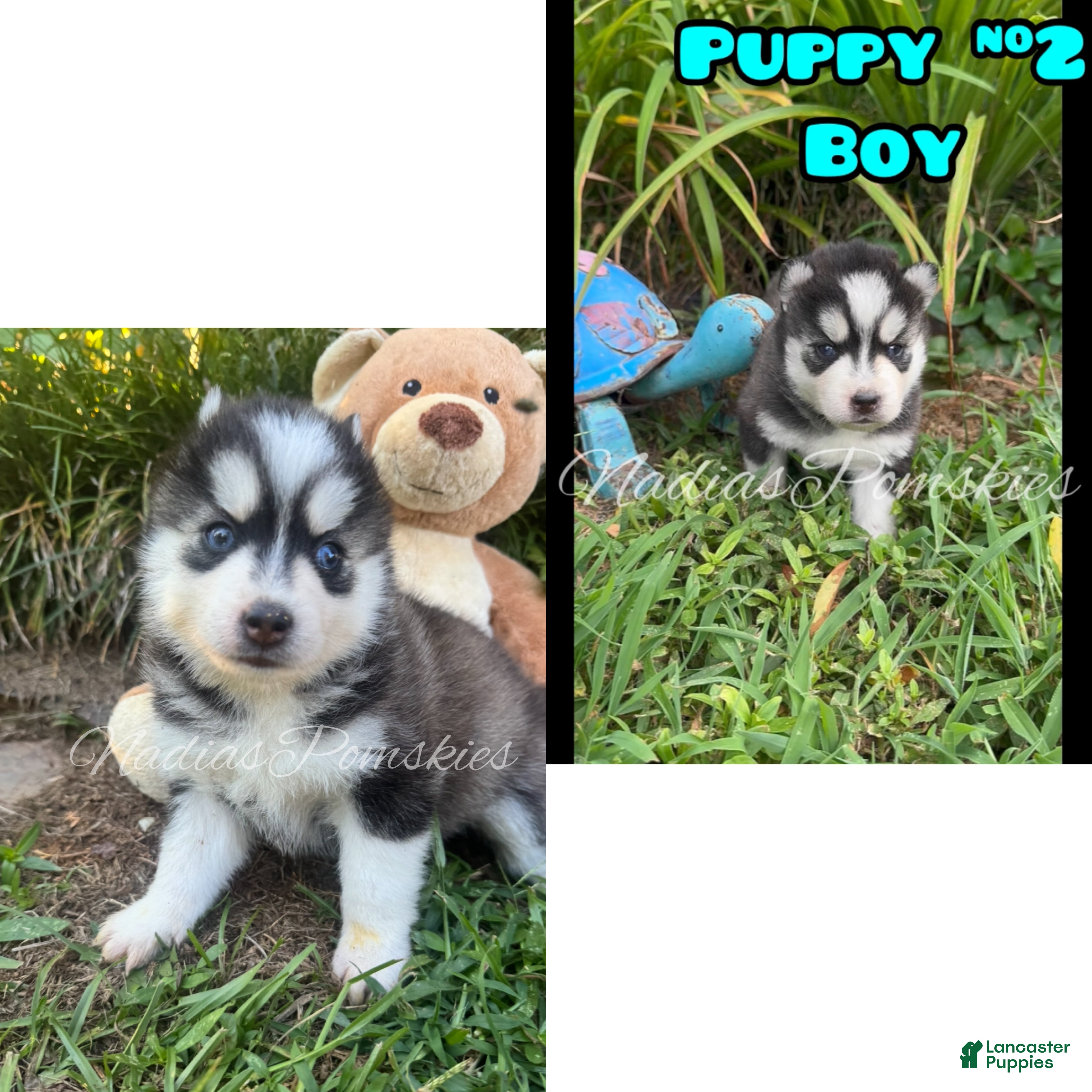 Pomsky dogs Pomsky 2 Boy - Ad 1