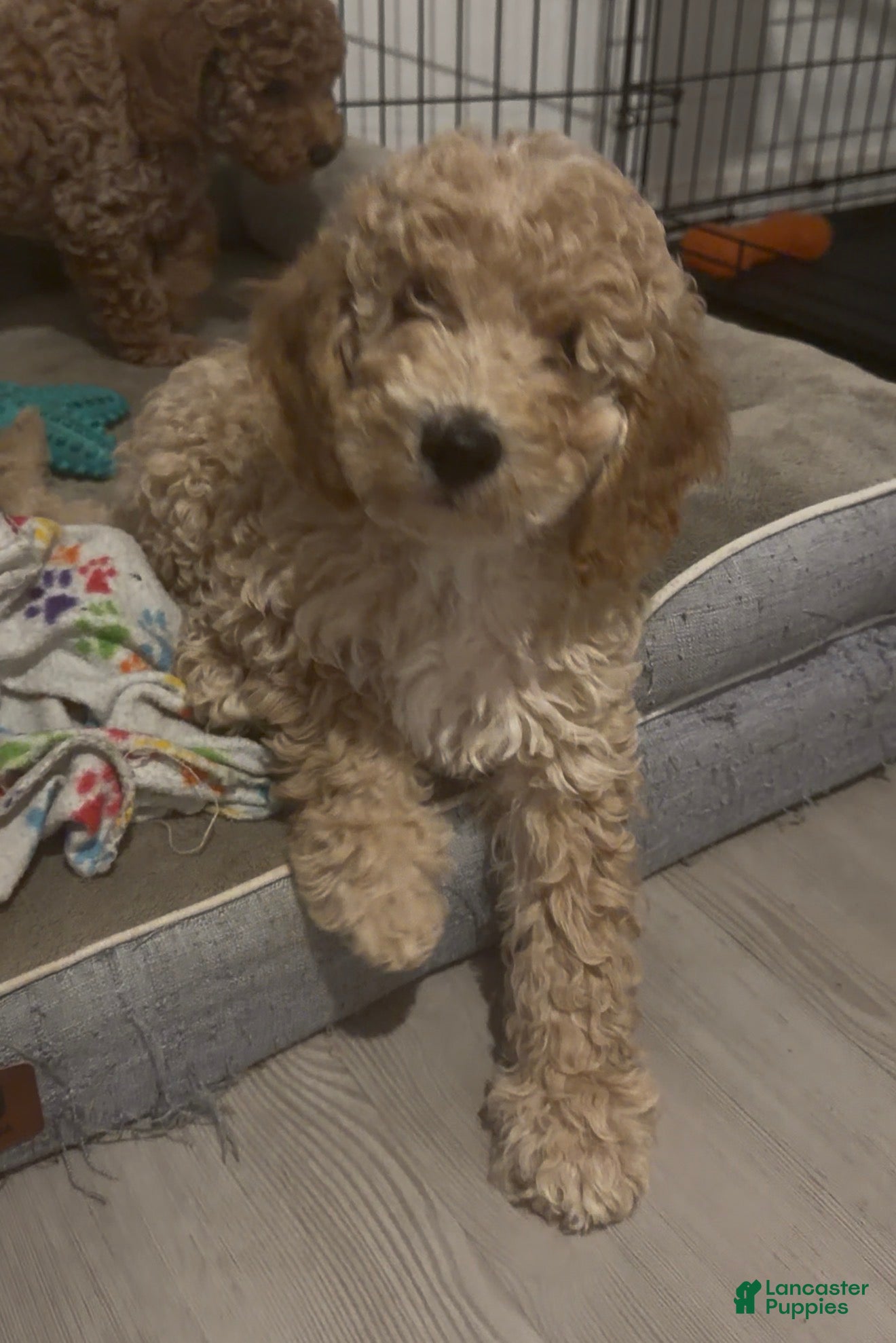 Goldendoodle dogs Spot - Ad 41