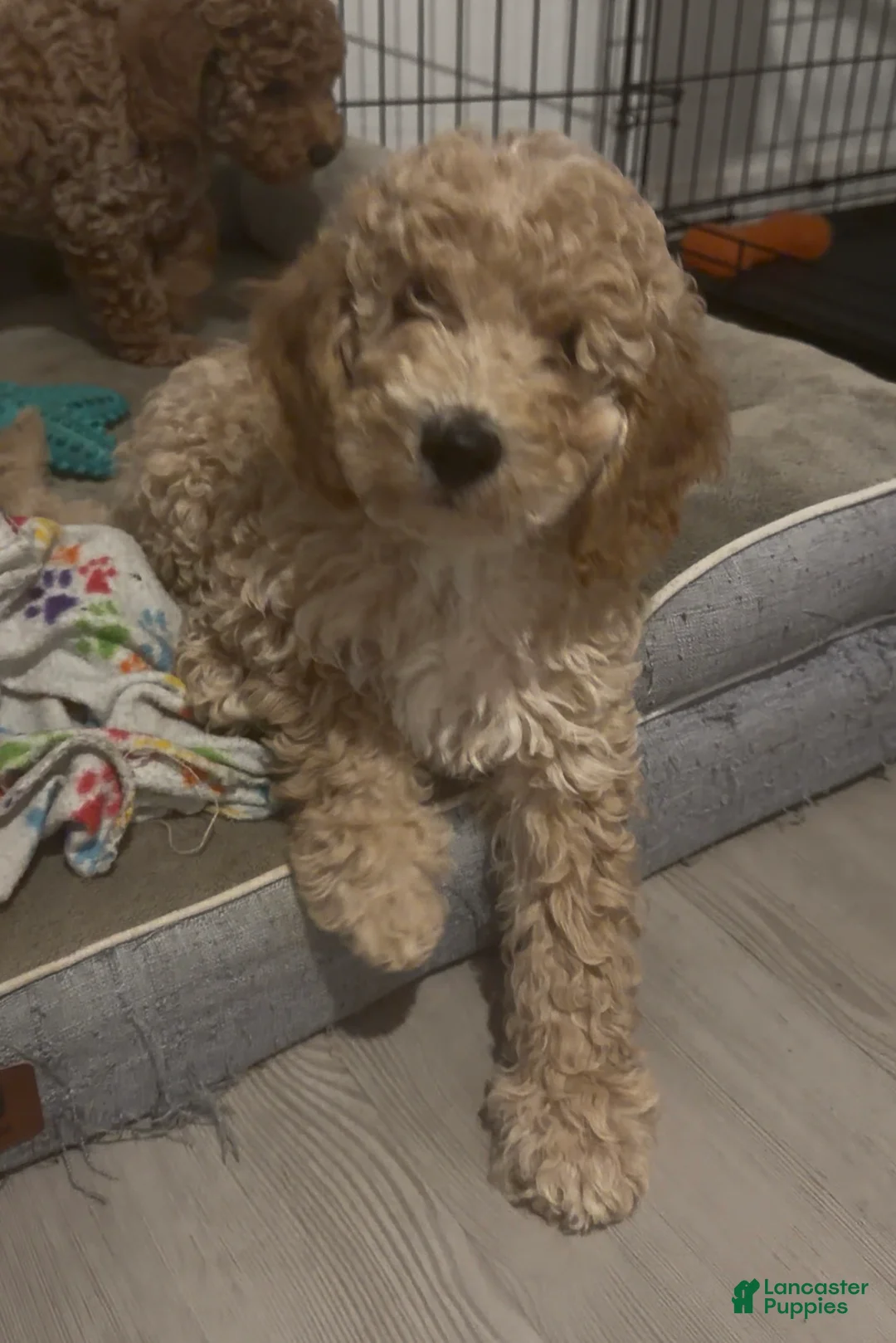 Goldendoodle dogs for sale: Spot - Ad 1