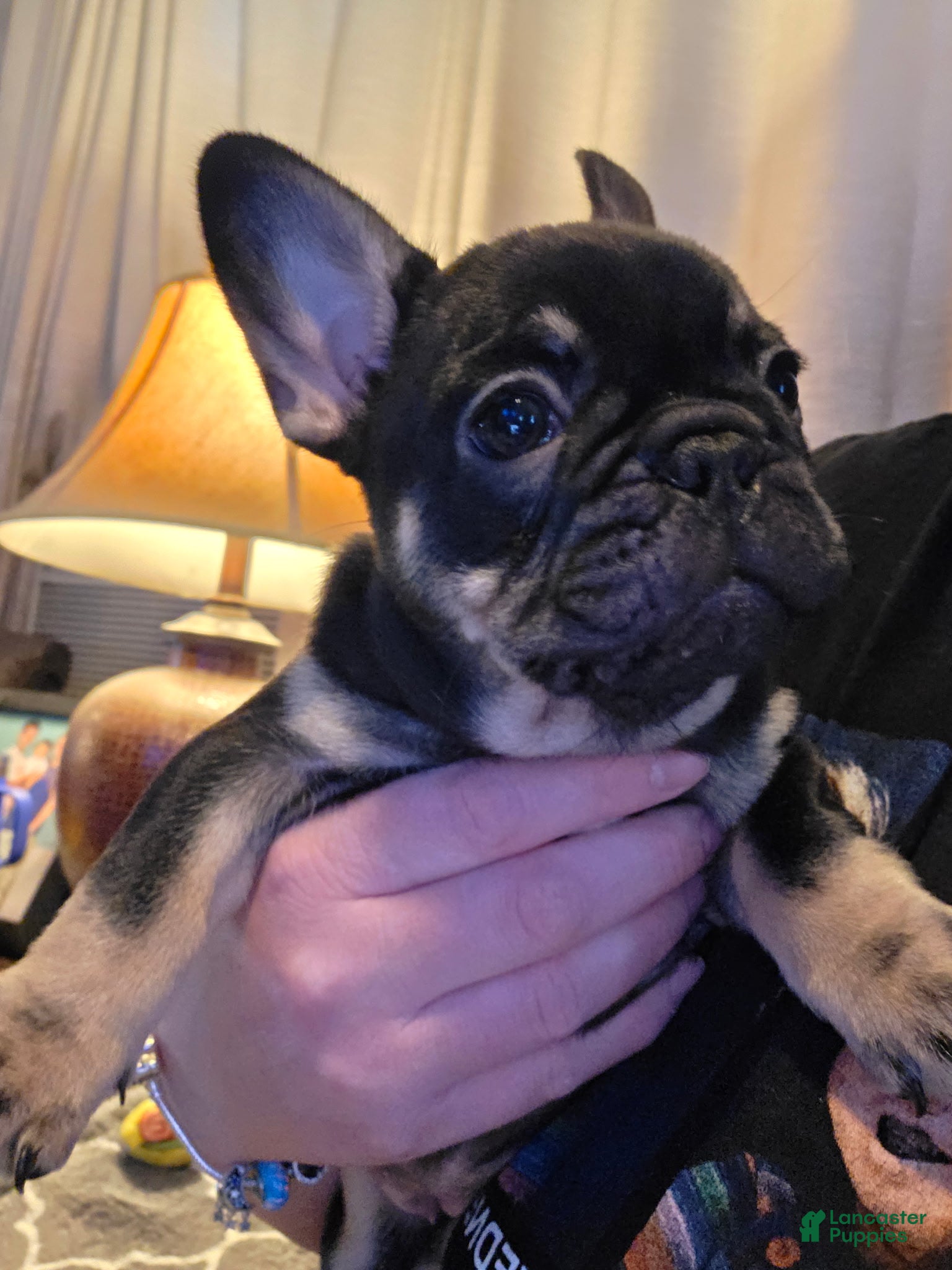 French Bulldog dogs Lucy - Ad 2