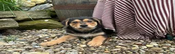 German Shepherd dogs for sale: Honey - Ad 16