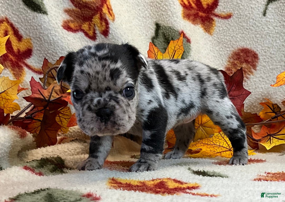 French Bulldog dogs for sale: Shell - Ad 17