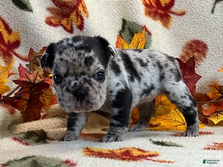 French Bulldog dogs - Ad 36