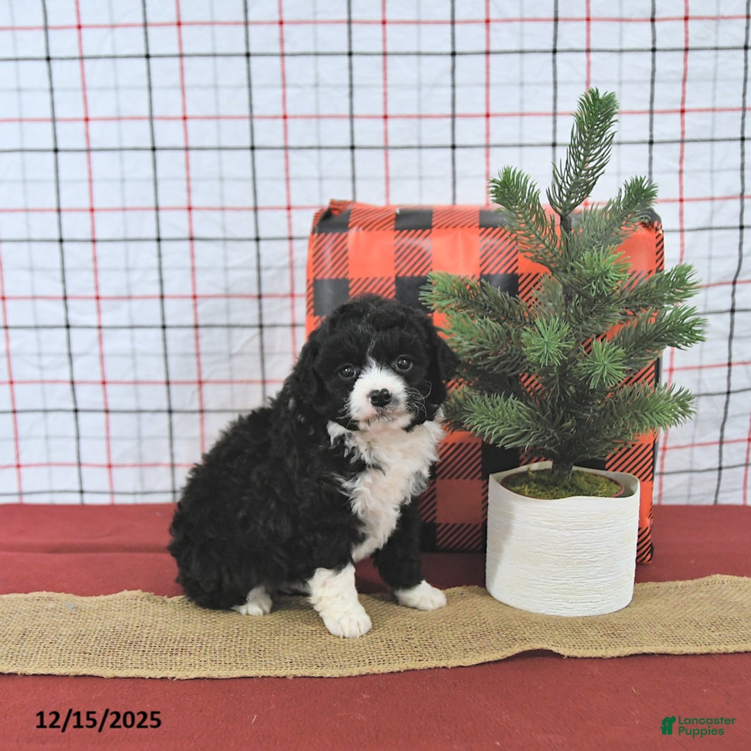 Mini Aussiedoodle dogs for sale: Holly EXTRA SMALL - Ad 2
