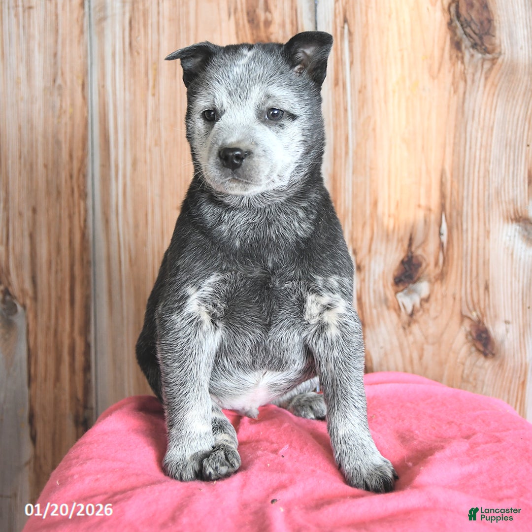 Australian Cattle Dog dogs for sale: Micky - Ad 3