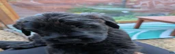 Mixed Breed dogs for sale: Green Bean - Ad 2