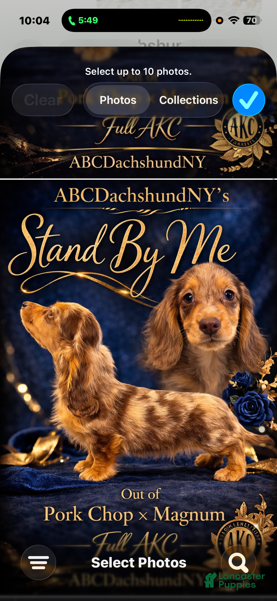 Miniature Dachshund dogs Import Show Boy Chocolate Dapple blue eye - Ad 10