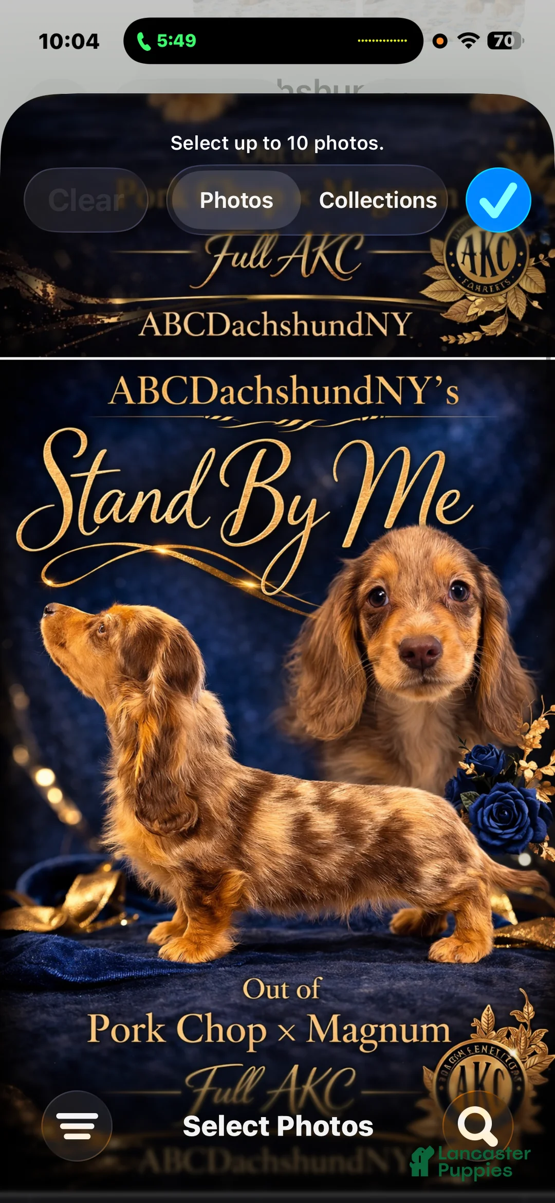 Miniature Dachshund dogs for sale: Import Show Boy Chocolate Dapple blue eye - Ad 1