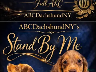 Miniature Dachshund dogs Import Show Boy Chocolate Dapple blue eye - Ad 14