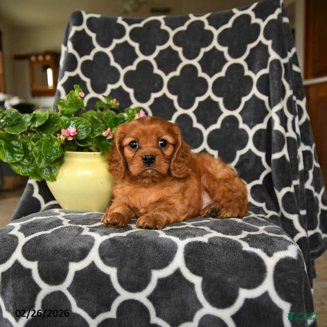 Cavalier King Charles Spaniel dogs for sale: Rolo - Ad 4