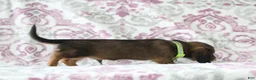 Miniature Dachshund dogs for sale: Chocolate - Ad 2