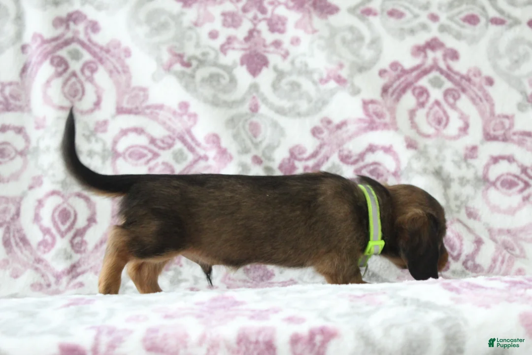Miniature Dachshund dogs for sale: Chocolate - Ad 2