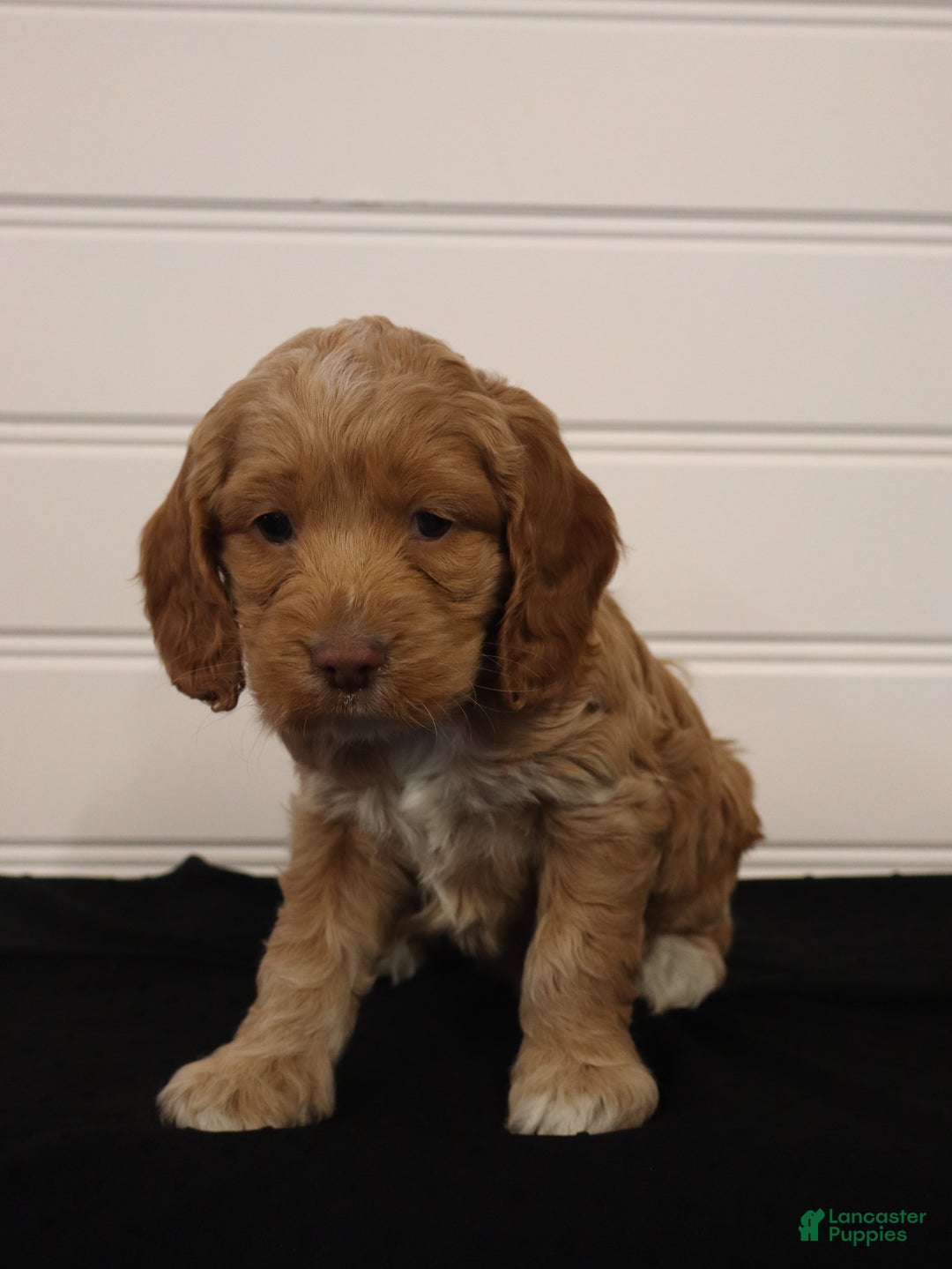 Cockapoo dogs for sale: Willow - Ad 3