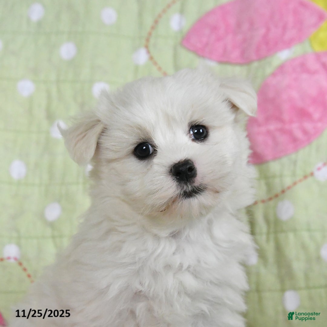 Maltese dogs for sale: Gavin - Ad 4