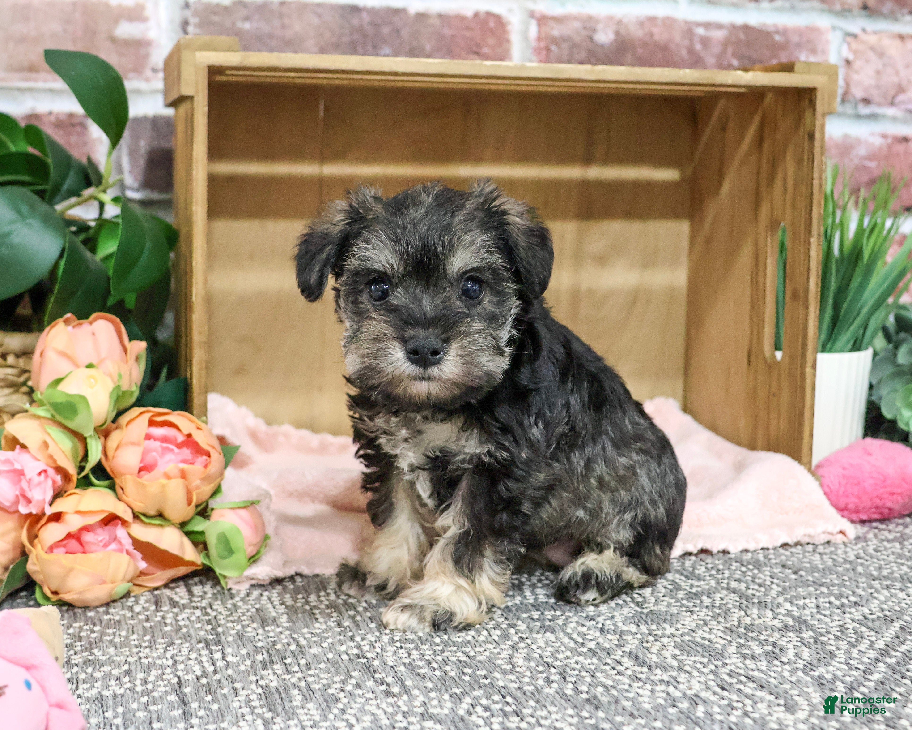 Miniature Schnauzer dogs Draya - Ad 35
